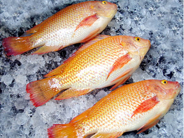 Frozen Red Tilapia Whole Round