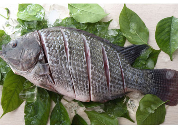 Processed Tilapia Whole Round